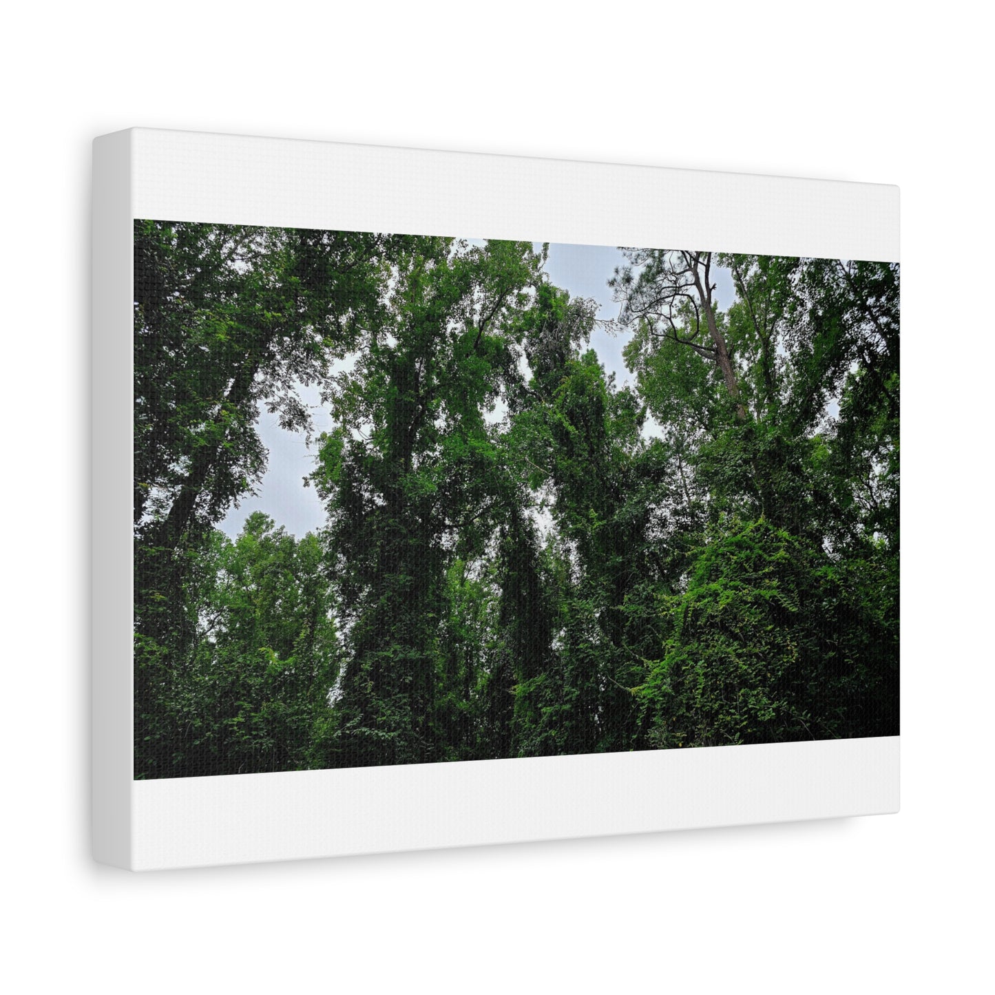 The Forest Kings Canvas Print