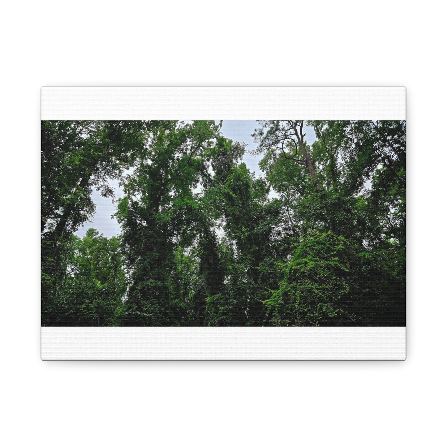 The Forest Kings Canvas Print