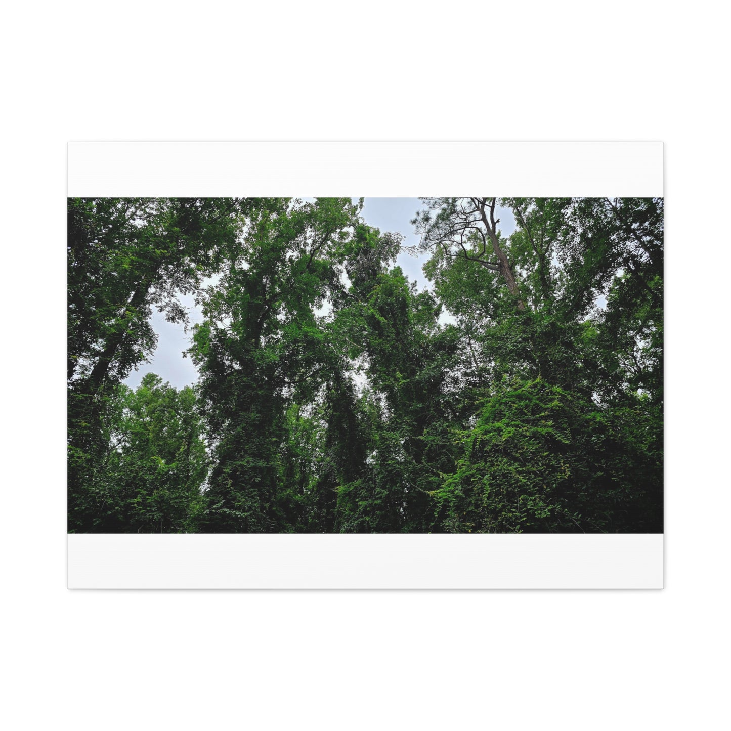 The Forest Kings Canvas Print