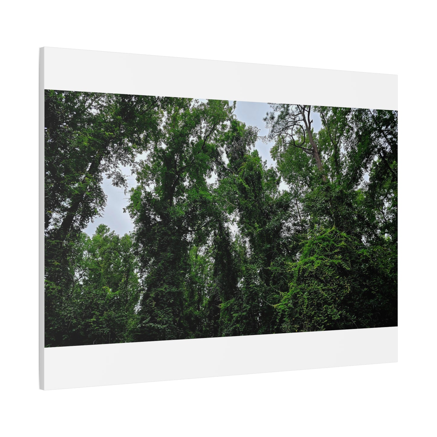 The Forest Kings Canvas Print