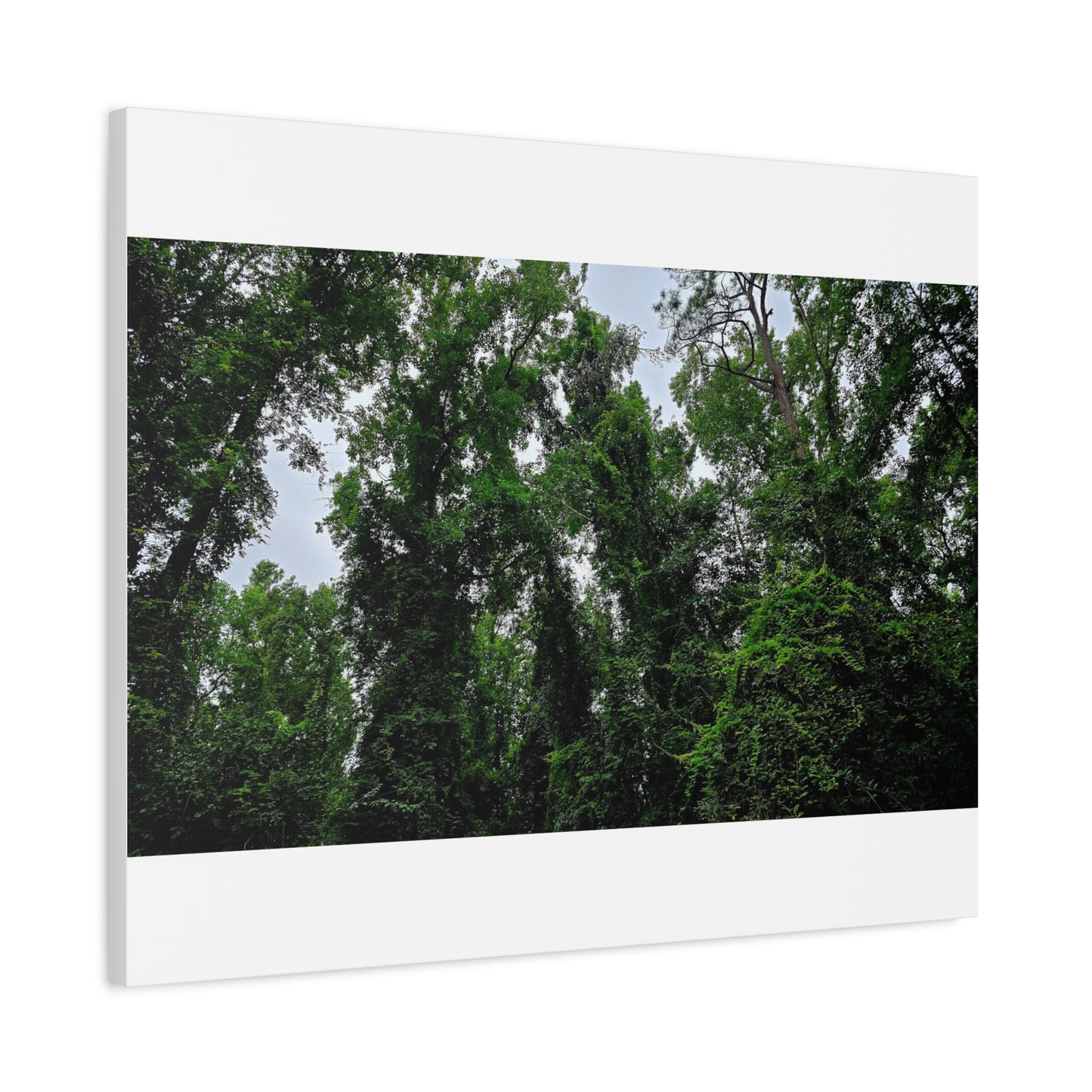 The Forest Kings Canvas Print