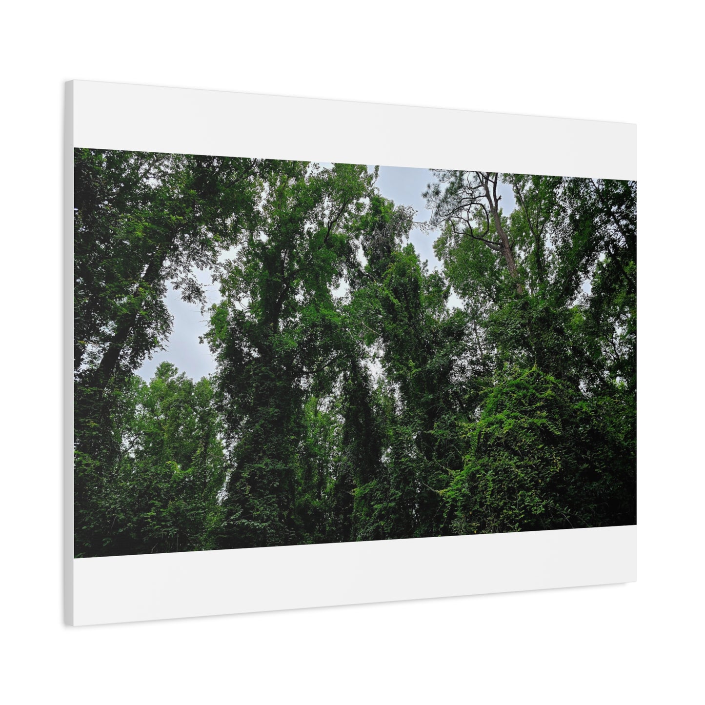 The Forest Kings Canvas Print