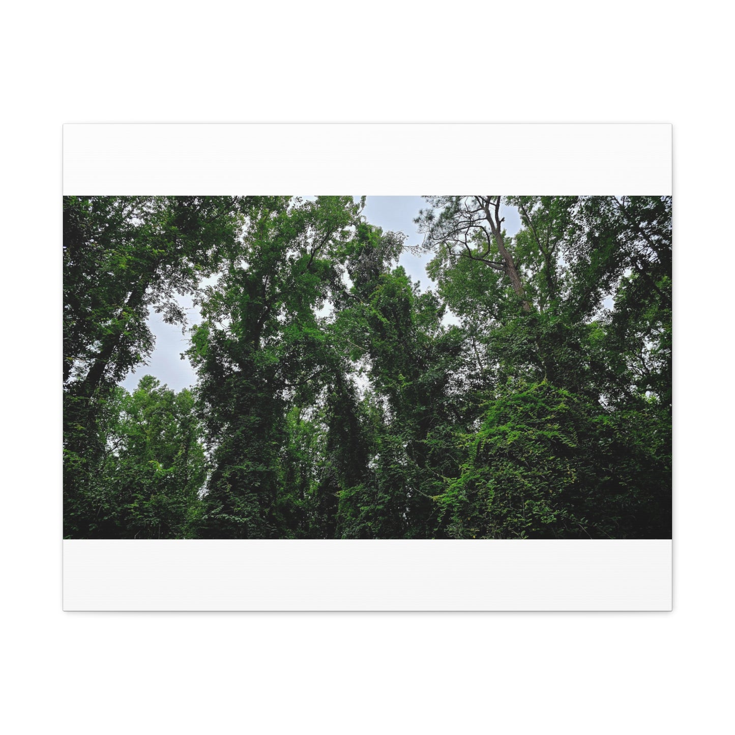 The Forest Kings Canvas Print