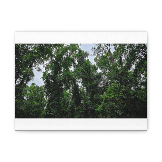 The Forest Kings Canvas Print