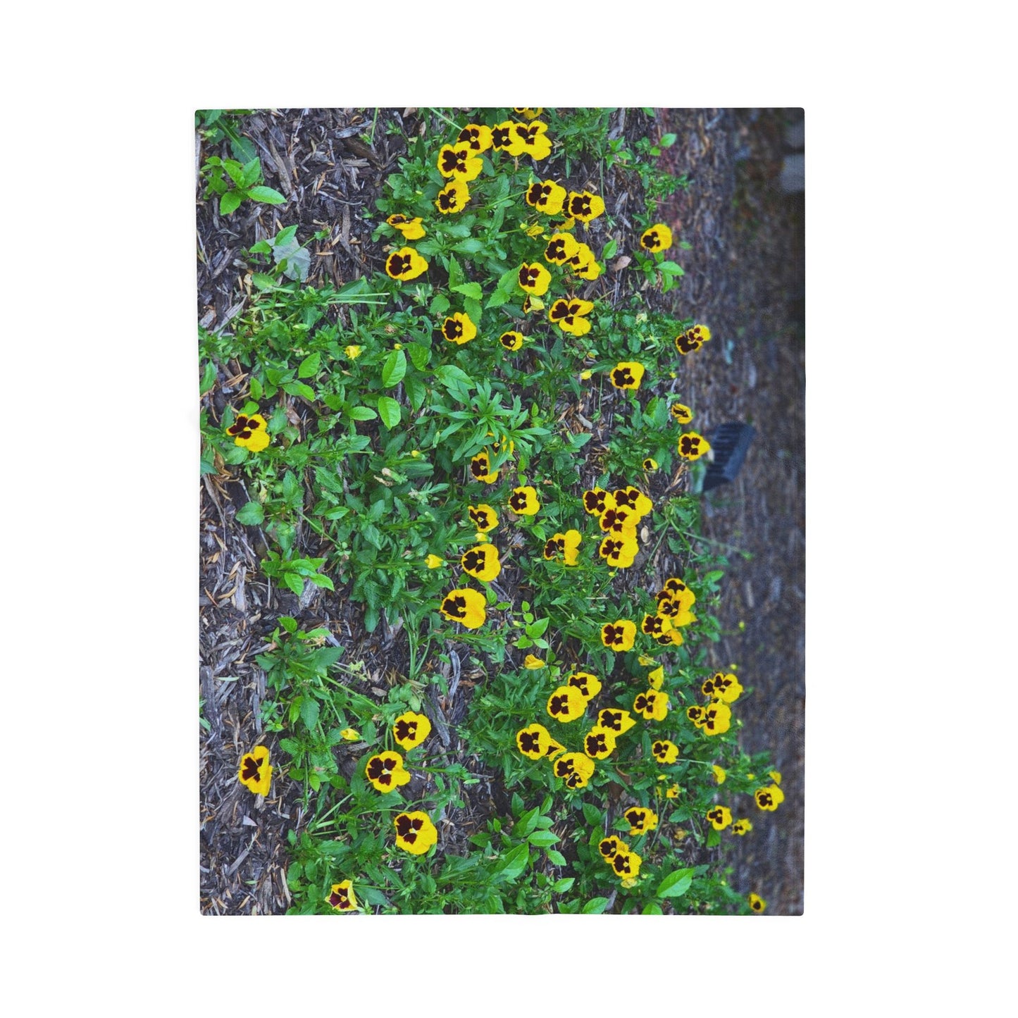 Cozy Yellow Pansy Velveteen Plush Blanket
