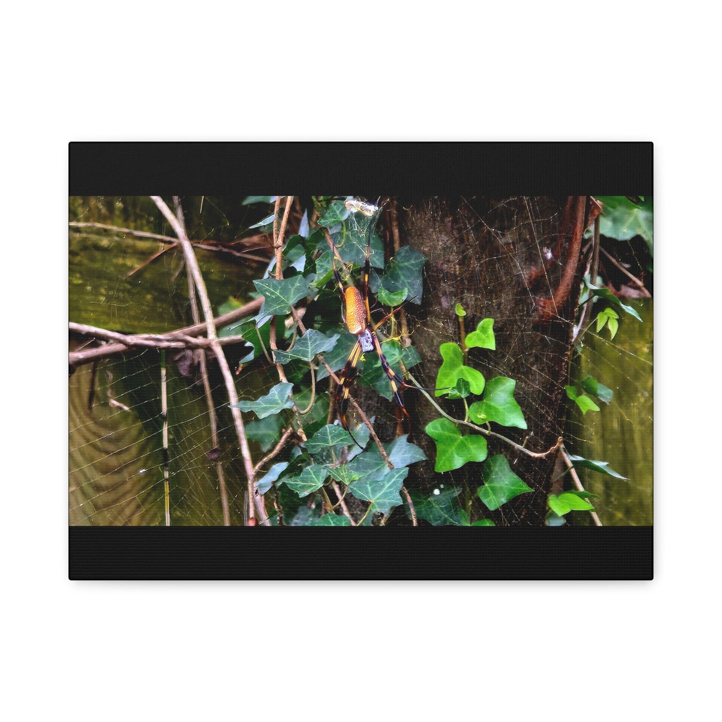 The Patient Huntress