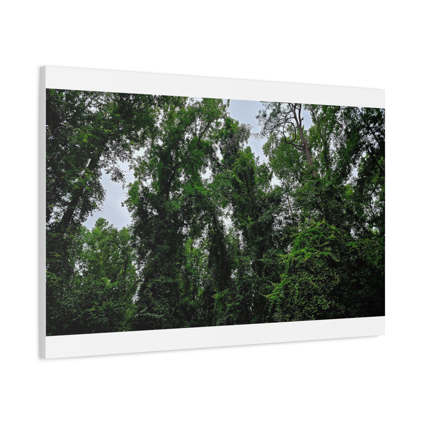 The Forest Kings Canvas Print