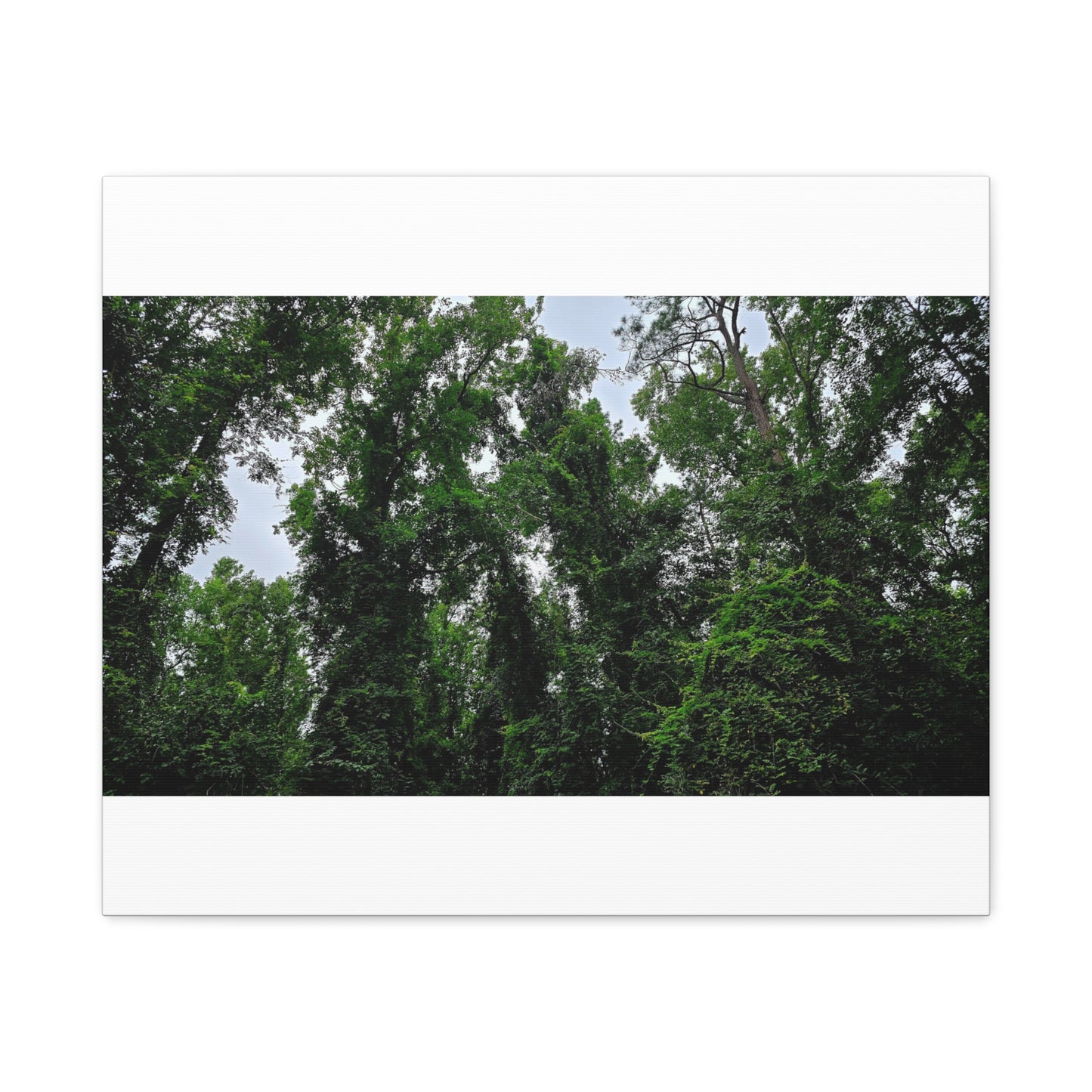 The Forest Kings Canvas Print