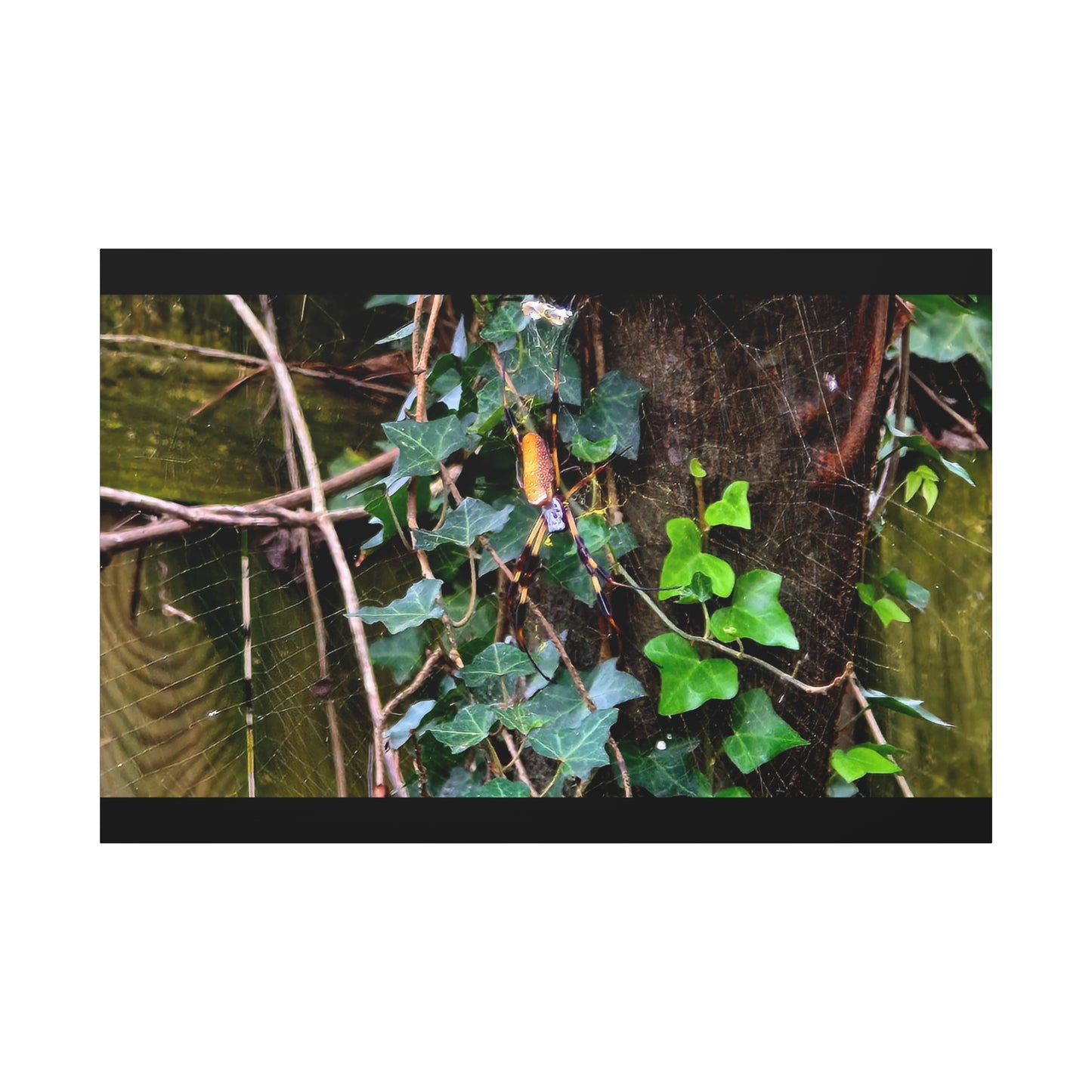 The Patient Huntress