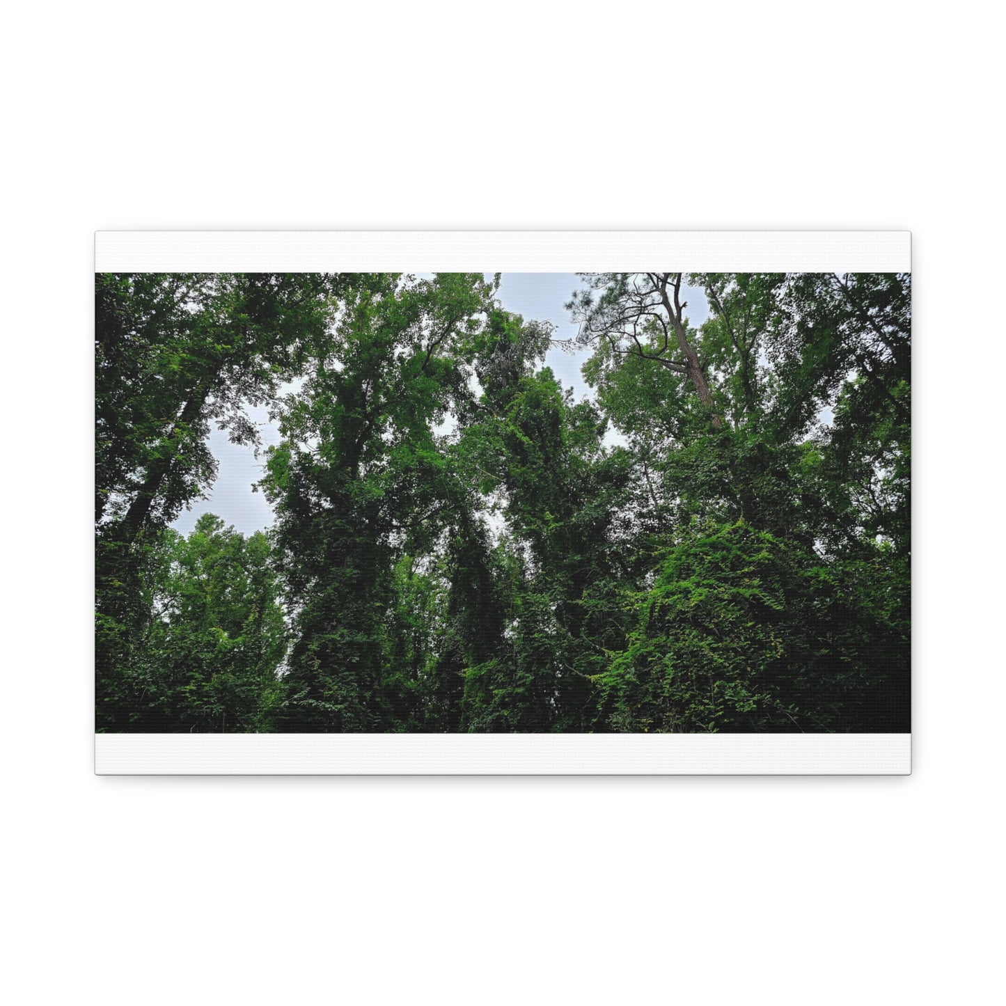The Forest Kings Canvas Print