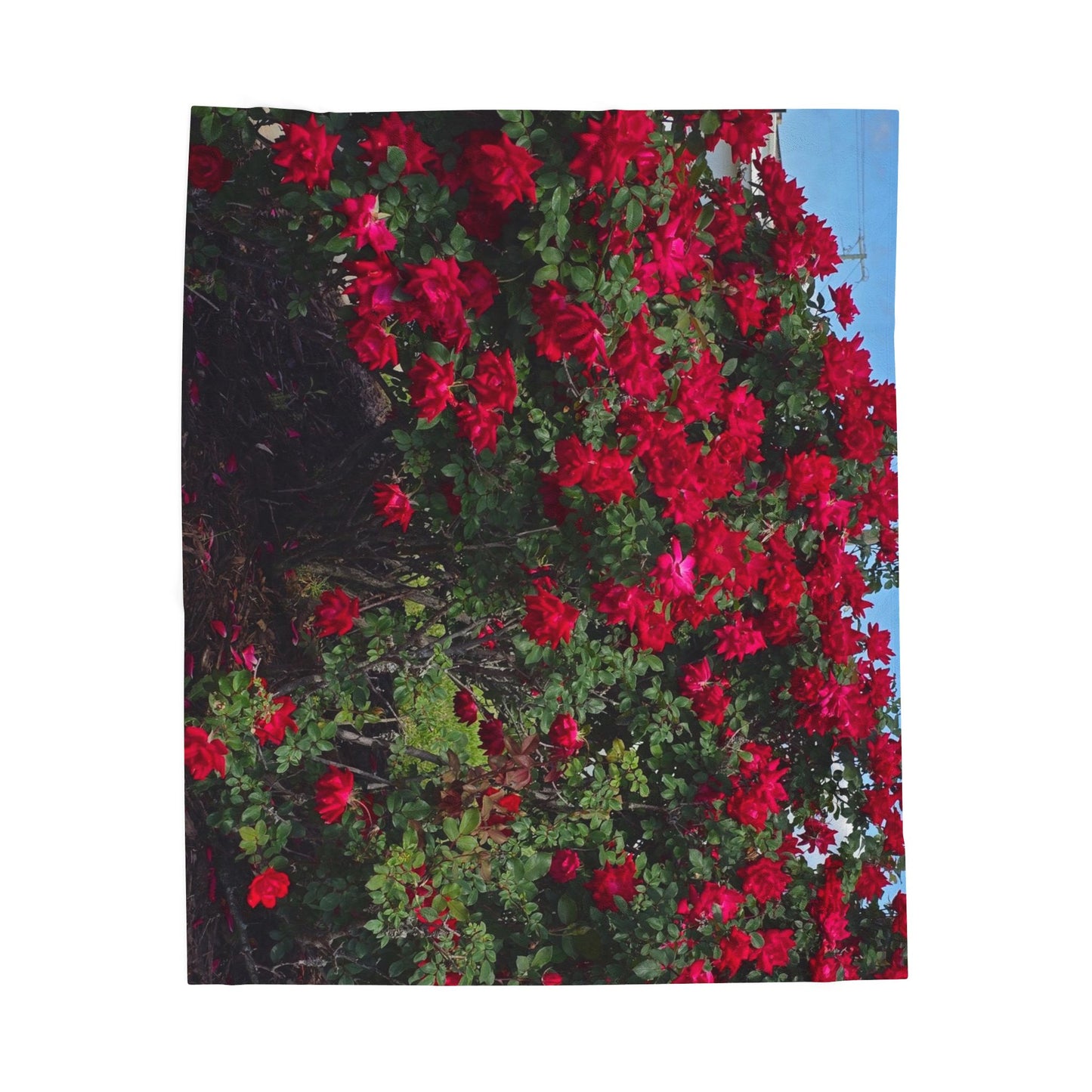 South Carolina Roses Velveteen Plush Blanket for Cozy Evenings