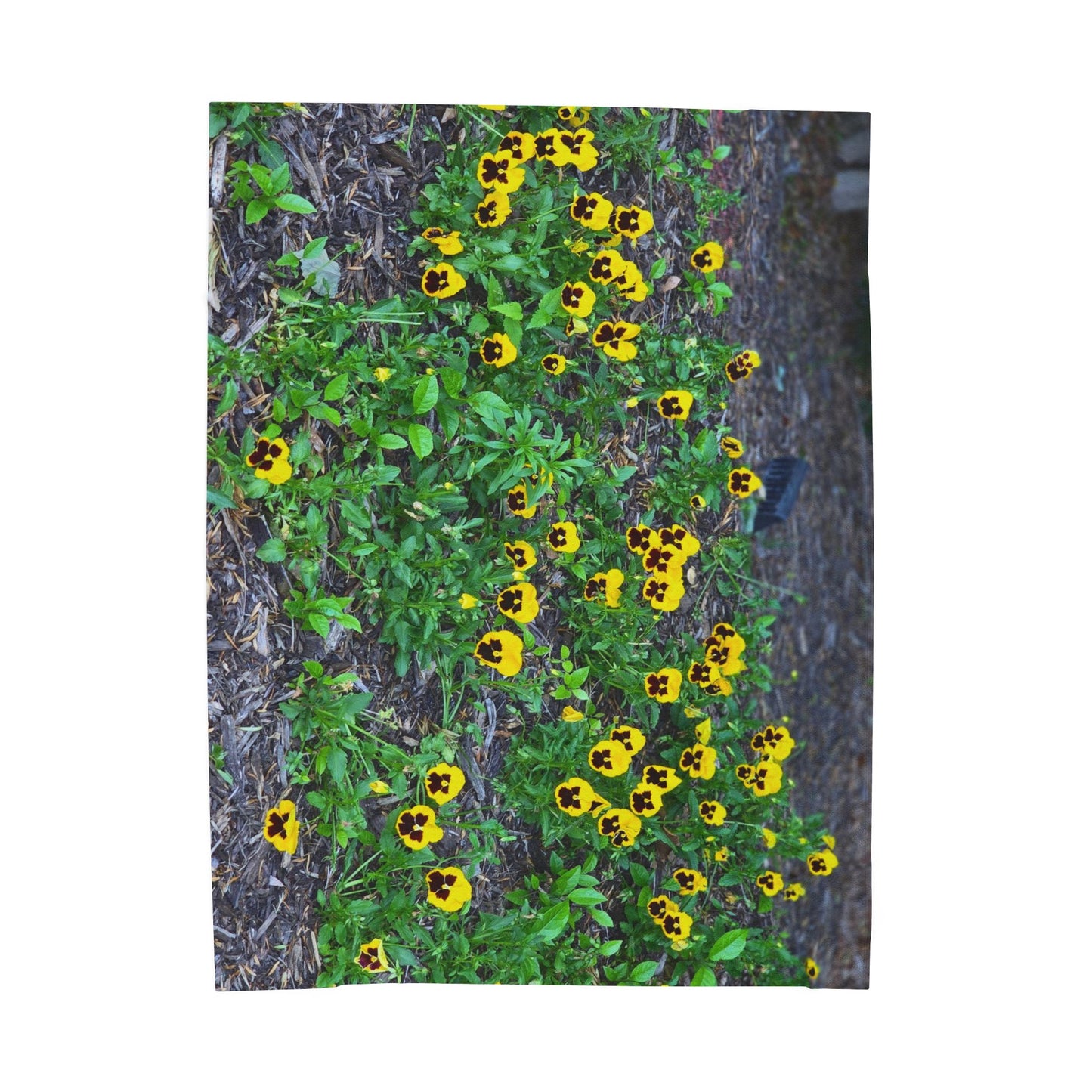 Cozy Yellow Pansy Velveteen Plush Blanket