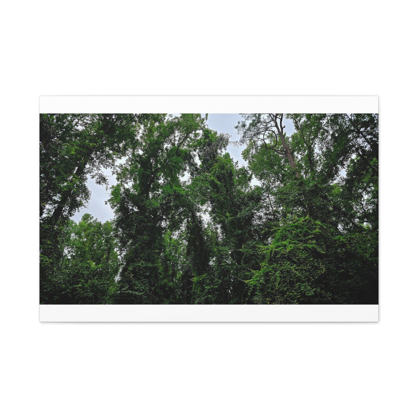The Forest Kings Canvas Print