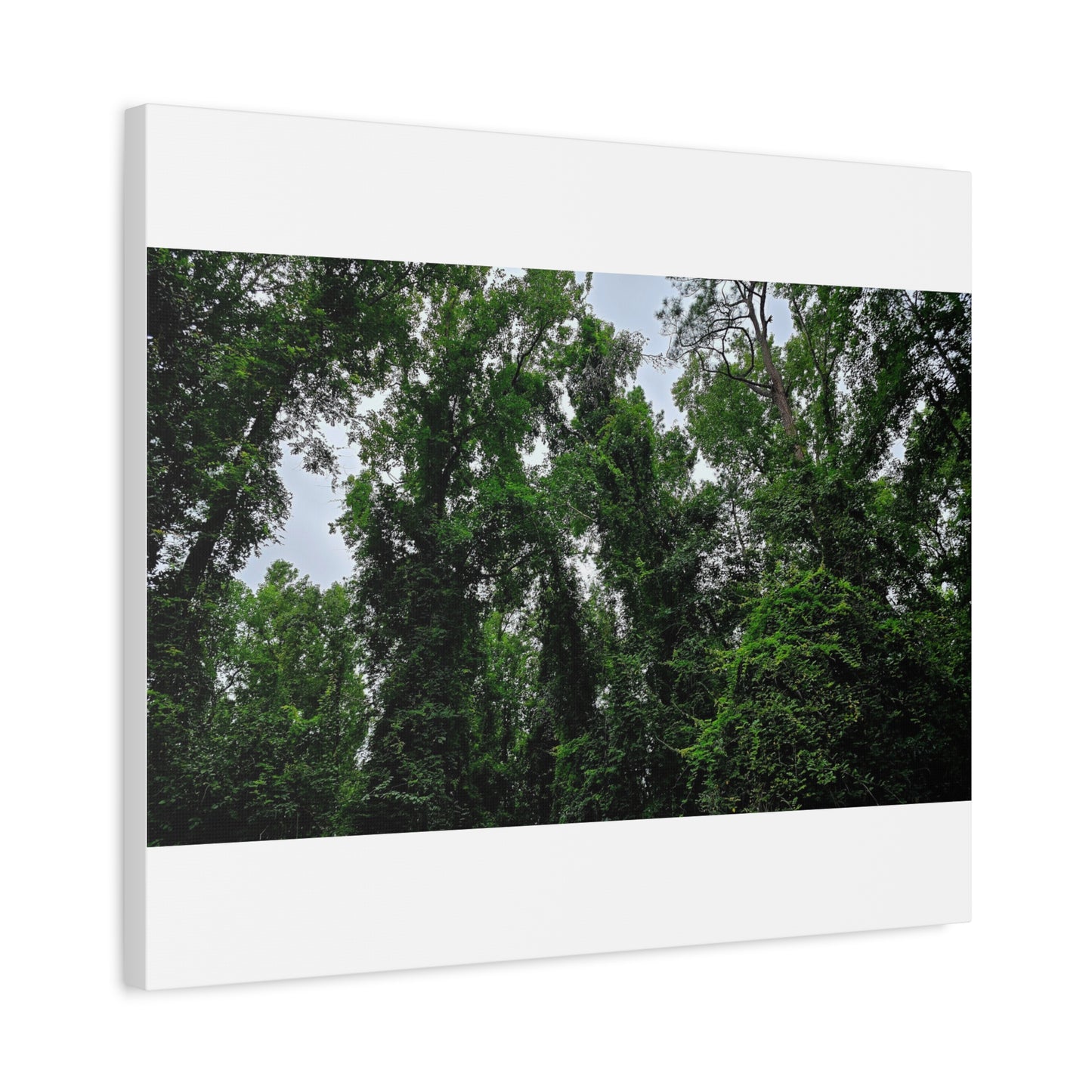 The Forest Kings Canvas Print