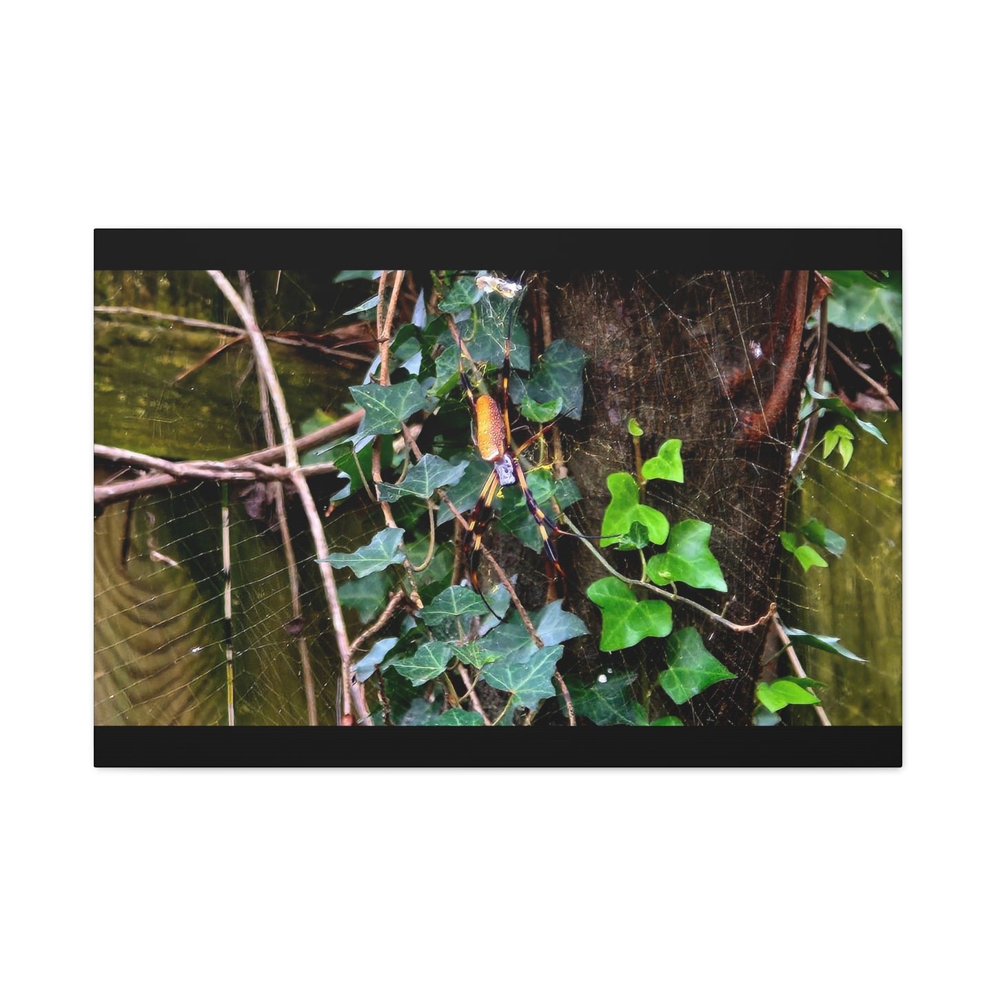 The Patient Huntress