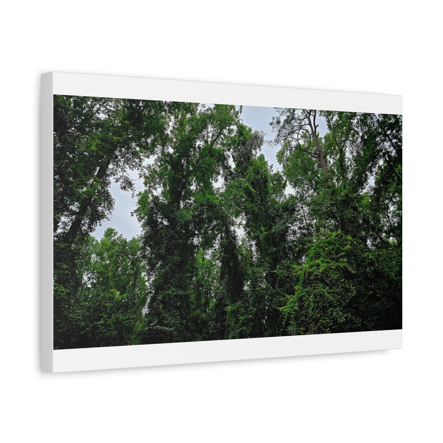 The Forest Kings Canvas Print