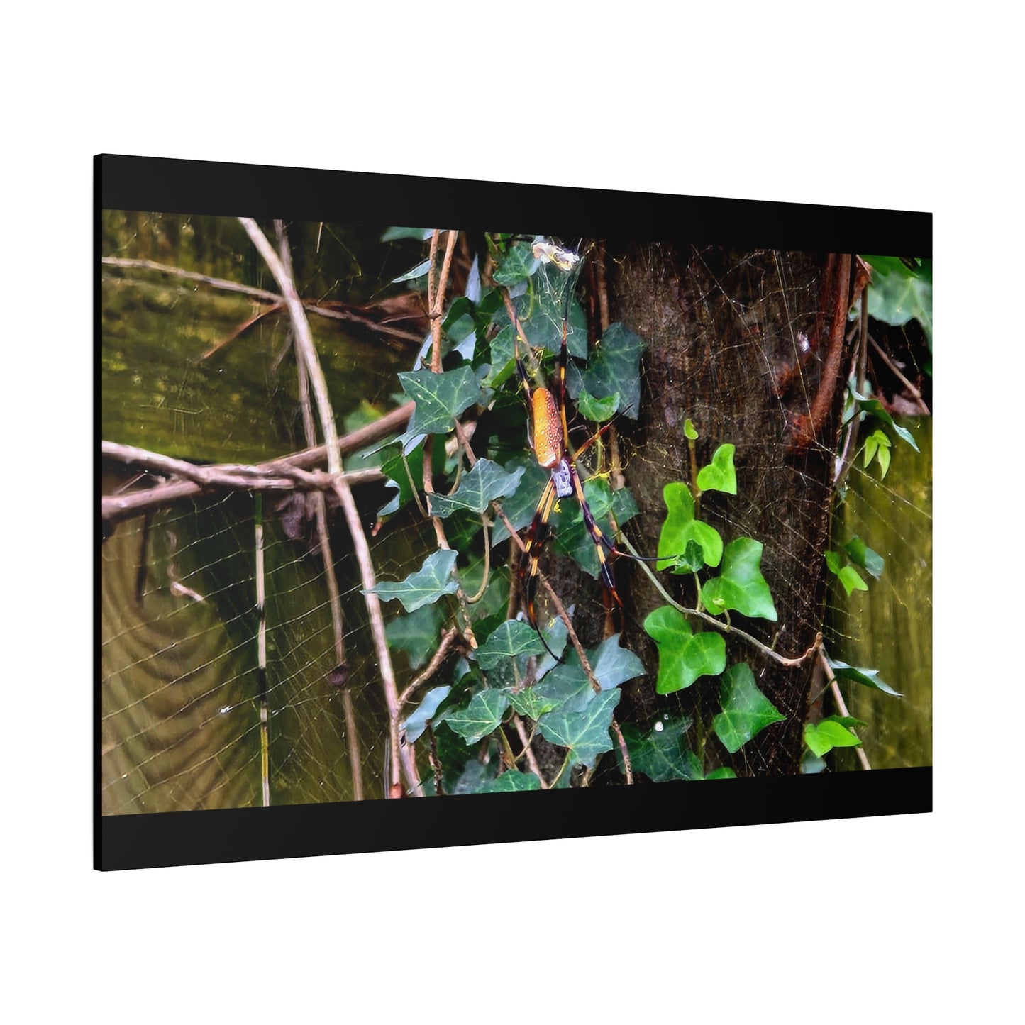 The Patient Huntress